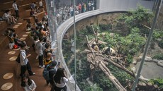 FOTO: Berkunjung ke Pusat Penangkaran Panda Raksasa di China