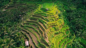 Sikap Luhut dan Sandiaga soal Marak Sawah di Bali Jadi Vila dan Hotel