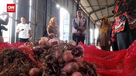 VIDEO: Satgas Pangan ke Brebes Telusuri Penyebab Bawang Merah Mahal