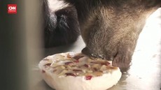 VIDEO: Cuaca Panas India, Hewan di Kebun Binatang Diberi Makan Es Krim