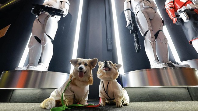 FOTO: Gemasnya Anabul Ikut Parade Cosplay Star Wars