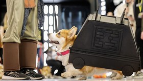 FOTO: Gemasnya Anabul Ikut Parade Cosplay Star Wars