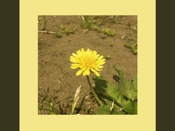 Lirik Lagu Dandelion Oohyo yang Viral di TikTok