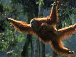 Mengenal Spesies Orang Utan Asli Indonesia, Ini Populasi dan Habitatnya
