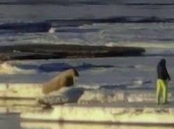 Geger Tingkah Konyol Turis, Ganggu Walrus yang Lagi Santai