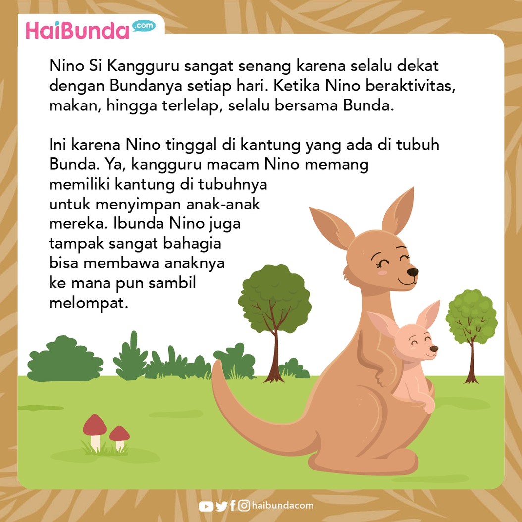 Cerita Fabel Nino Si Kanguru Belajar Tidur Sendiri