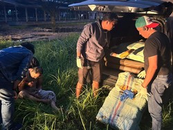 BNNP Sumbar Bekuk Oknum Polisi Padang Panjang, Diduga Bawa Ganja Milik Napi