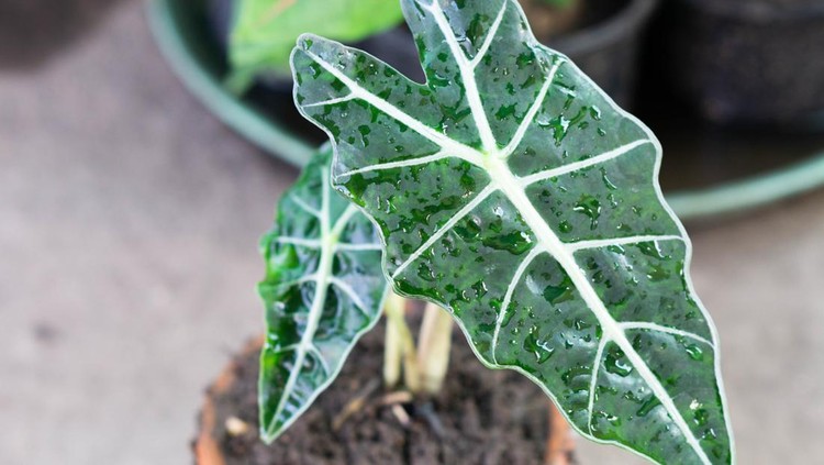 Tanaman hias Alocasia amazonica Tanaman hias Alocasia amazonica
