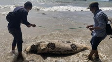 Dugong Mati Terdampar di Pulau Bawean, 2 Faktor Diduga Jadi Pemicu