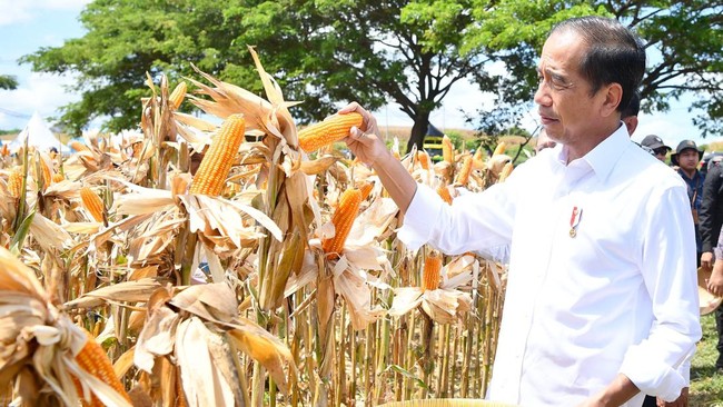 Pengungkapan Jokowi: Akar Masalah Kemerosotan Harga Jagung Terkuak