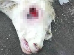 Kambing Mati Misterius di Banyuwangi Diduga Tumbal Pesugihan