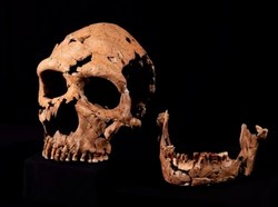 Manusia Purba Terindikasi Kanibal, Mangsanya Anak dan Perempuan