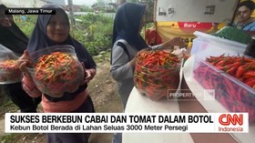 VIDEO: Sukses Berkebun Cabai dan Tomat Dalam Botol