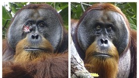 Orang Utan Sumatera Kunyah Daun-daunan untuk Sembuhkan Luka