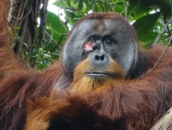 Pintar! Orangutan Mampu Obati Diri Sendiri dangan Tanaman