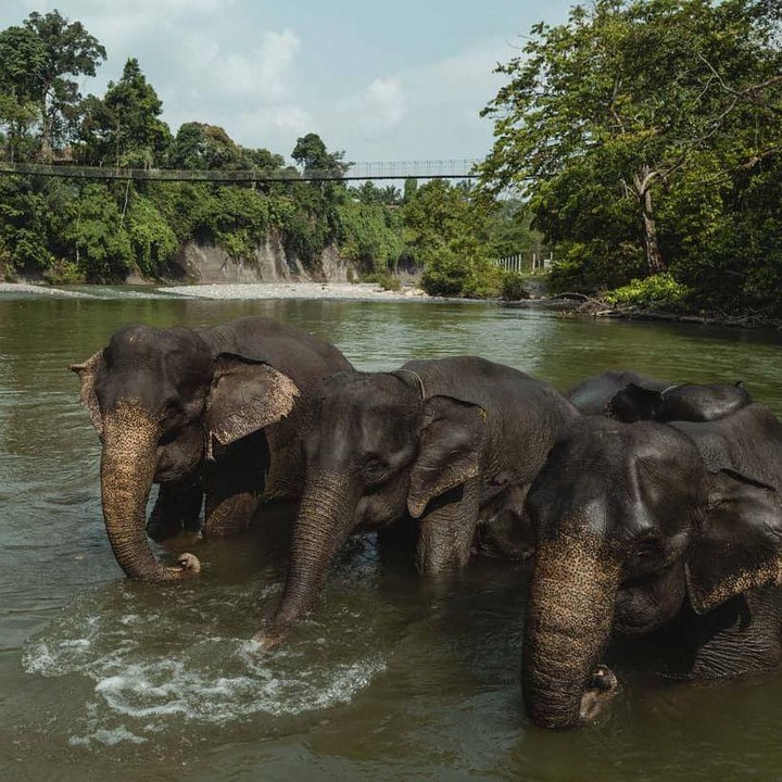 <p>Tak jauh dari penginapan, ada banyak tempat rekreasi yang bisa menjadi tujuan wisata. Bahkan, para tamu bisa melihat banyak gajah yang mandi di sungai. "Mereka mandi dua kali sehari dan kami diperbolehkan untuk membantu pawang saat memandikan mereka," bunyi keterangan di akun media sosial penginapan Nicholas. (Foto: Instagram @nicholassaputra @terrariotangkahan)</p>