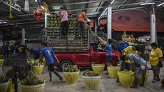 FOTO: Gelombang Panas Ancam Produksi Durian Thailand, Kini Mengecil