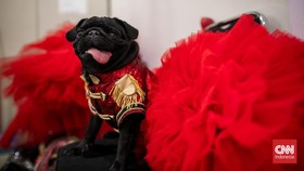 FOTO: Gemasnya Tingkah Lucu Anjing di Pet Expo 2024