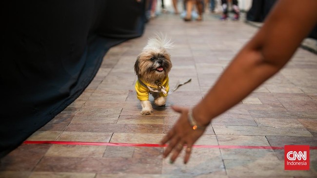 FOTO: Gemasnya Tingkah Lucu Anjing di Pet Expo 2024