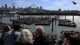 FOTO: Ribuan Singa Laut Mejeng di Dermaga Populer California