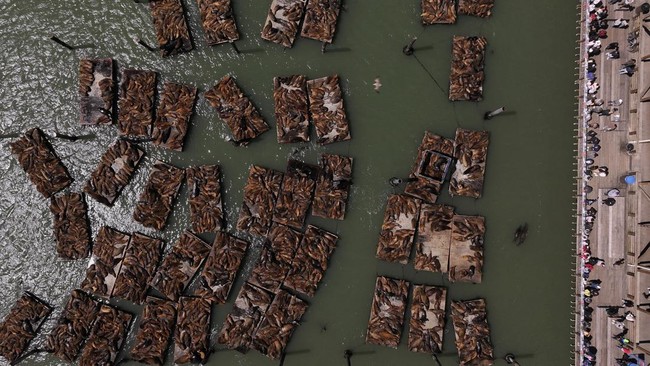 FOTO: Ribuan Singa Laut Mejeng di Dermaga Populer California