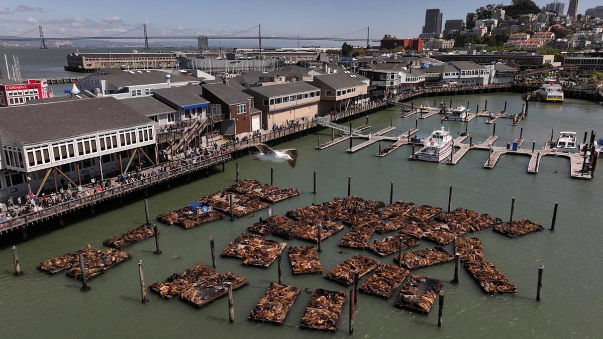 FOTO: Ribuan Singa Laut Mejeng di Dermaga Populer California