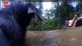 VIDEO: Polisi Selamatkan Tiga Anjing di Tengah Banjir di Texas