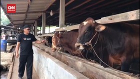 VIDEO: Warga Lampung Beli Hewan Kurban Lebih Awal Demi Harga Murah