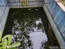 Milo Si Buaya Peliharaan Punya Teman Baru di Hutan Bunder Gunungkidul