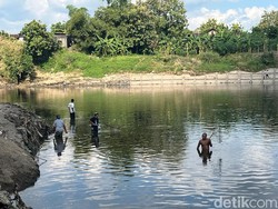 Ikan-ikan di Bengawan Solo Mabuk Ciu, Warga Langsung Turun Berburu
