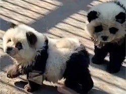 Keberangkatan Dua Panda Raksasa China ke Amerika Serikat