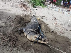 3 Buaya Kerap Terlihat di Pantai Bolmong, 1 Dievakuasi BKSDA ke Penangkaran