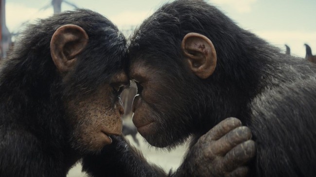 Panduan Esensial untuk Menikmati "Kingdom of the Planet of the Apes"