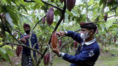 Petani memetik buah kakao di Kebun Coklat Desa Ekasari, Jembrana, Bali, Rabu (23/2/2022). Kelompok tani di wilayah tersebut terus mengembangkan dan meningkatkan produksi, pengolahan serta pemasaran de