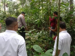 Jatuh dari Pohon Mahoni Saat Cari Pakan Ternak, Lansia Purbalingga Tewas