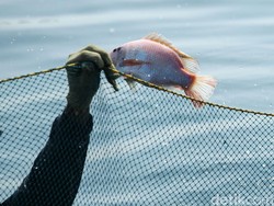 Sisik Ikan Nila: Sumber Kolagen yang Terabaikan