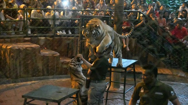 Mantan pekerja Oriental Circus Indonesia mengadukan dugaan eksploitasi yang terjadi di Taman Safari Indonesia ke Kementerian HAM.