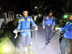 Geger Ular Hitam Berbisa 2 Meter Masuk Permukiman di Soppeng, Damkar Evakuasi