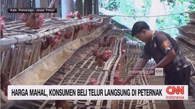 VIDEO: Harga Mahal, Konsumen Beli Telur Langsung di Peternak