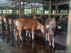 Mengurai Hambatan Industrialisasi Peternakan