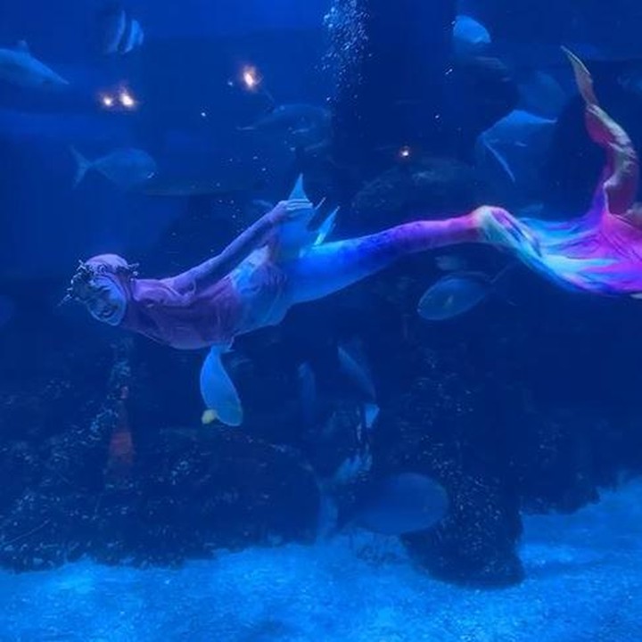 <p>Selain berkuda sambil memanah, Ricis juga menghabiskan waktu dengan menyelam atau diving. Kali ini, Ricis menyelam di aquarium yang ada di Jakarta Aquarium. (Foto: Instagram @riaricis1795)</p>