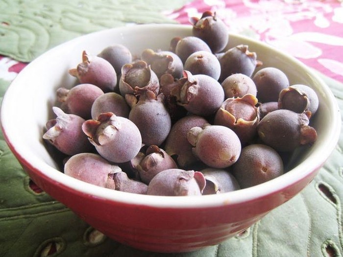 5 Fakta Kemunting Buah Beri Asli Indonesia yang Kaya Antioksidan