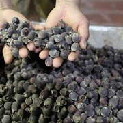 Mirip Blueberry! Intip 5 Fakta Kemunting, Buah Beri Asli Indonesia yang Kaya Antioksidan