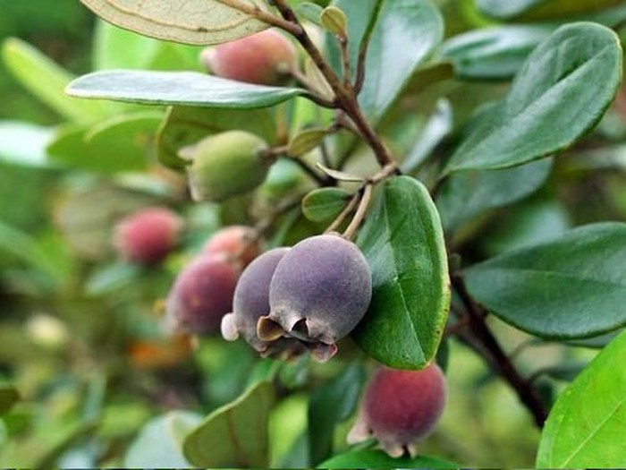 5 Fakta Kemunting Buah Beri Asli Indonesia yang Kaya Antioksidan