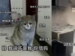 Nih! Si Kucing Pembakar yang Bikin Majikannya Rugi Rp 226 Juta!