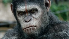 Apakah Caesar Muncul dalam Kingdom of the Planet of the Apes?