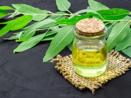 10 Tanaman Herbal untuk Nyeri Otot dan Sendi, Mudah Ditanam di Rumah Bun!