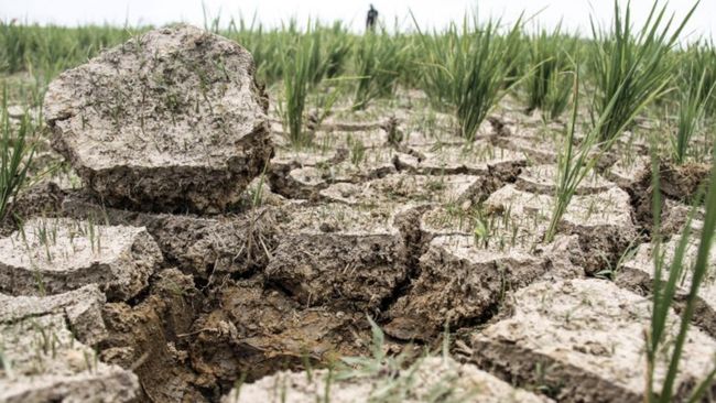 Jokowi Ungkap Efek Ngeri Krisis Air: 500 Juta Orang di Dunia Kelaparan