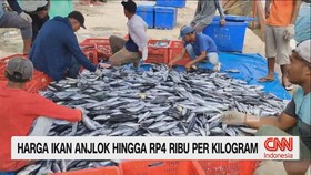 VIDEO: Harga Ikan Anjlok Hingga Rp4 Ribu per Kilogram