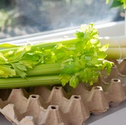 5 Sisa Bahan Sayur yang Bisa Ditanam Kembali, Ampuh untuk Berhemat dan Mengurangi Sampah Dapur!